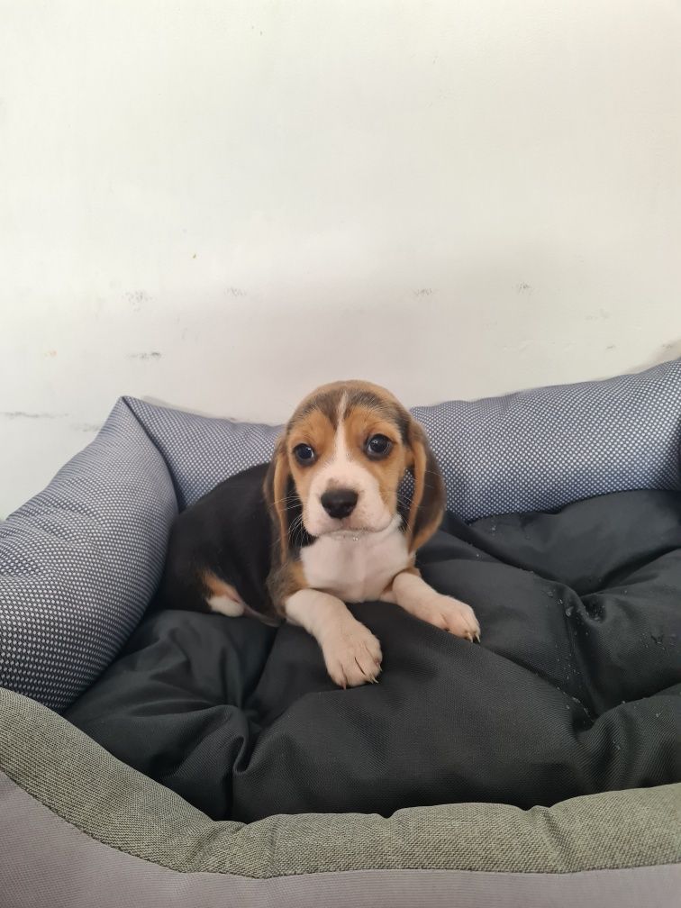 Beagle trikolor aktualne