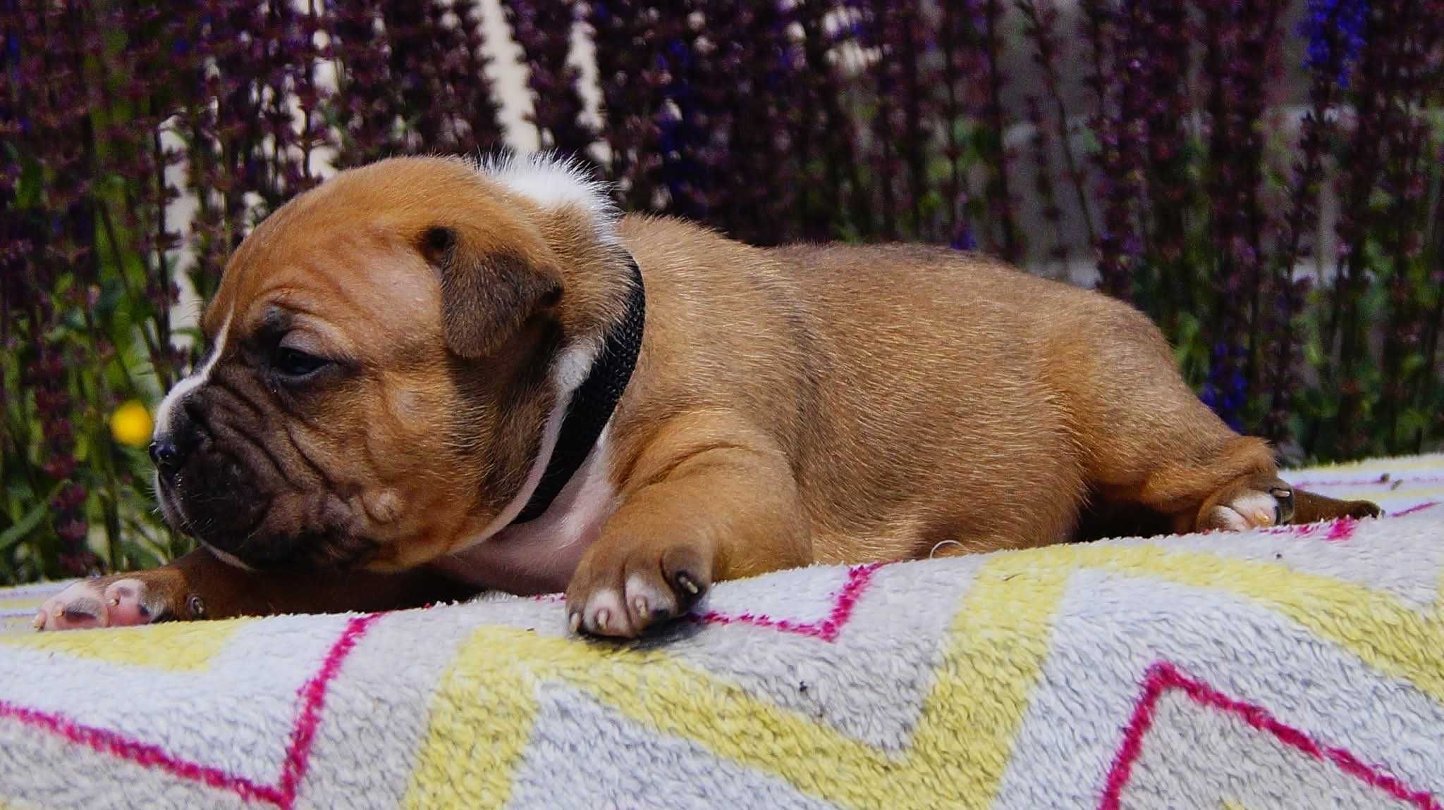 Everlast ,mocny samiec Amstaff ZKwP FCI,  do rezerwacji