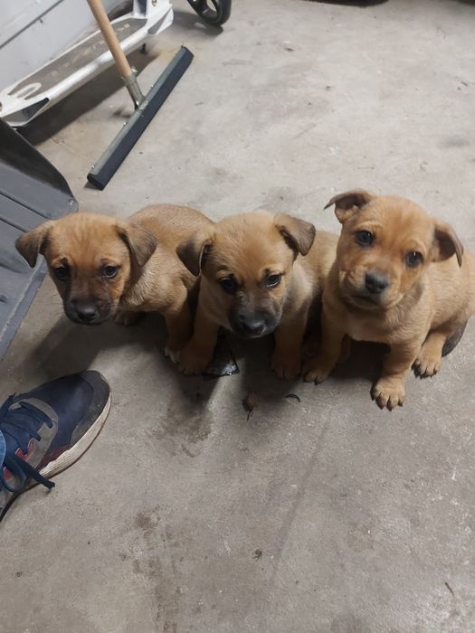 Oddam Pieski w dobre ręce mama jack russell terrier ojciec NN