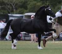 Ogier Welsh Pony C Stanówka Kuc Walijski