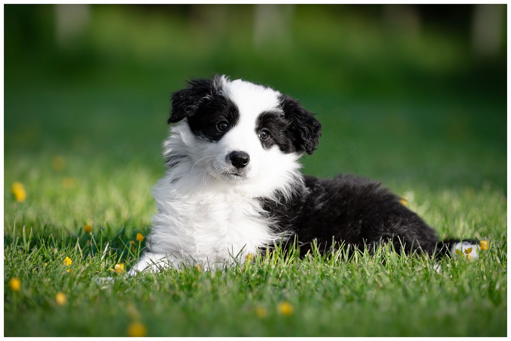 Border collie ZKwP FCI