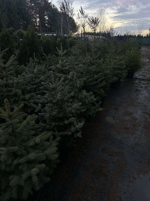 Choinka świerk zwykły srebrny