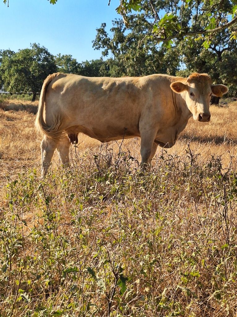 Vacas cordas charoles