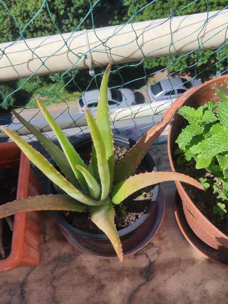 Aloe veras medicinais