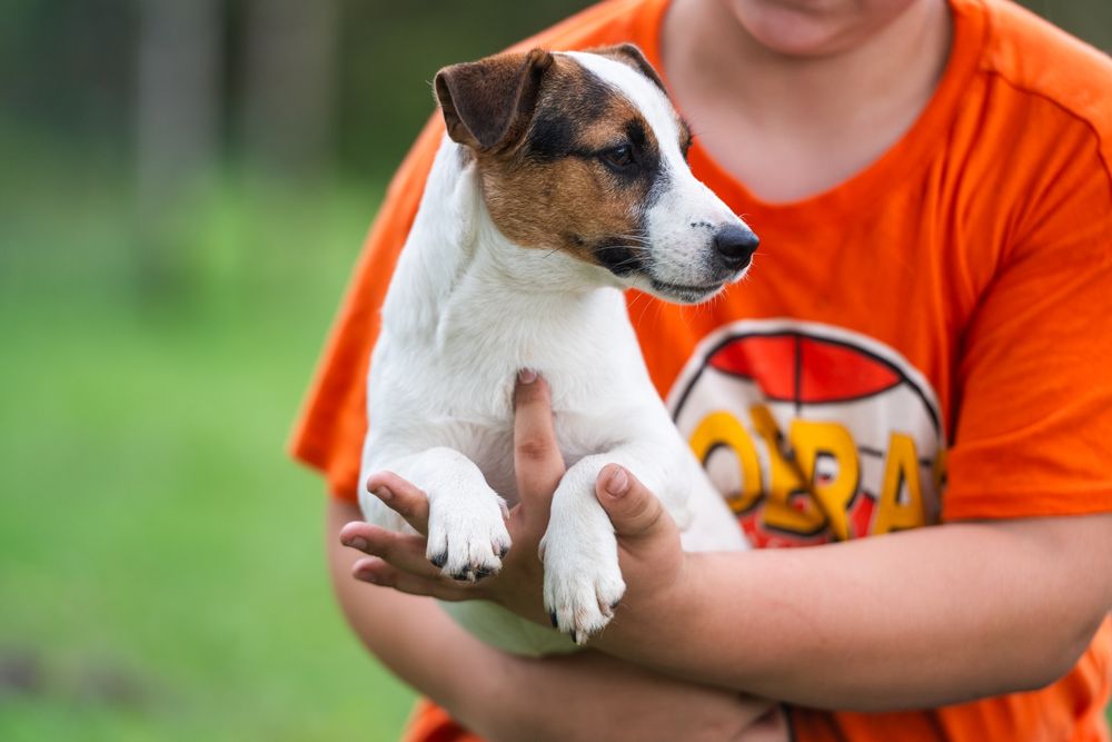 Suczka gładkowłosa Jack Russell Terrier ZKwP