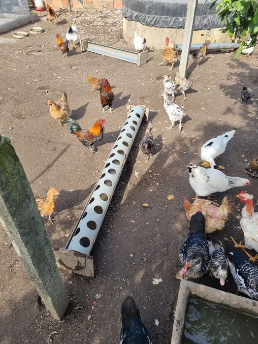 Patos mudos e galinhas