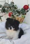 Cachorro macho Sptiz