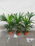 Howea Forsteriana - Kentia palma 70-100cm