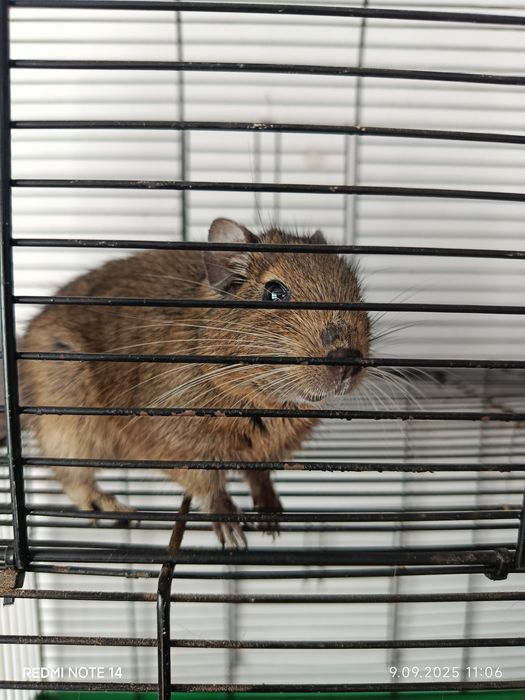 Oddam koszatniczkę za darmo