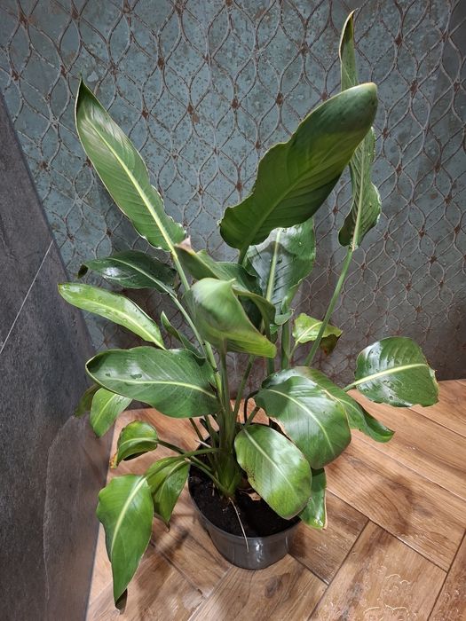 Strelicja królewska