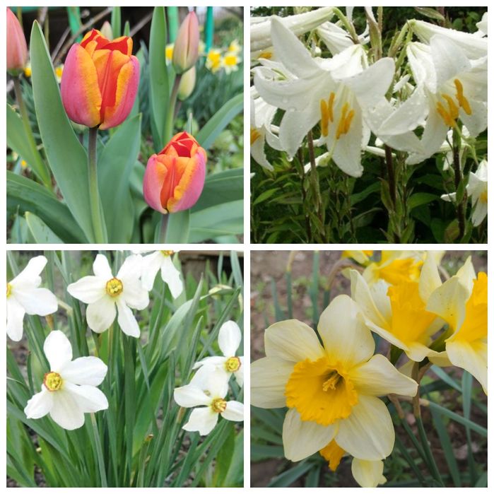 Тюльпаны  Нарцисс Лилия луковицы/цибулини тюльпанів нарцисів