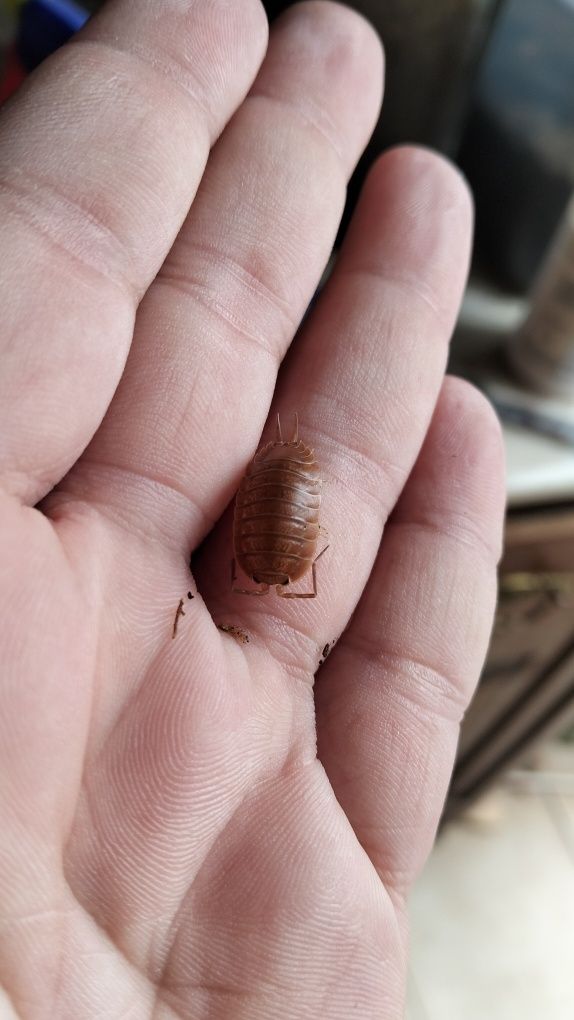 PARA DAR Isopods Porcelio Laevies "Orange"