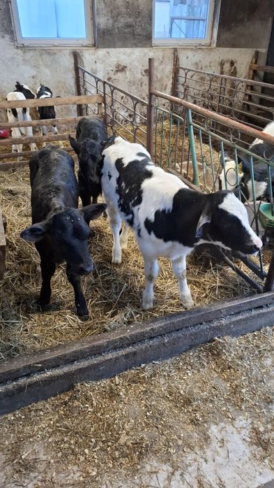 Sprzedam jałoszke rasy BB i 2 byczka rasy ANGUS