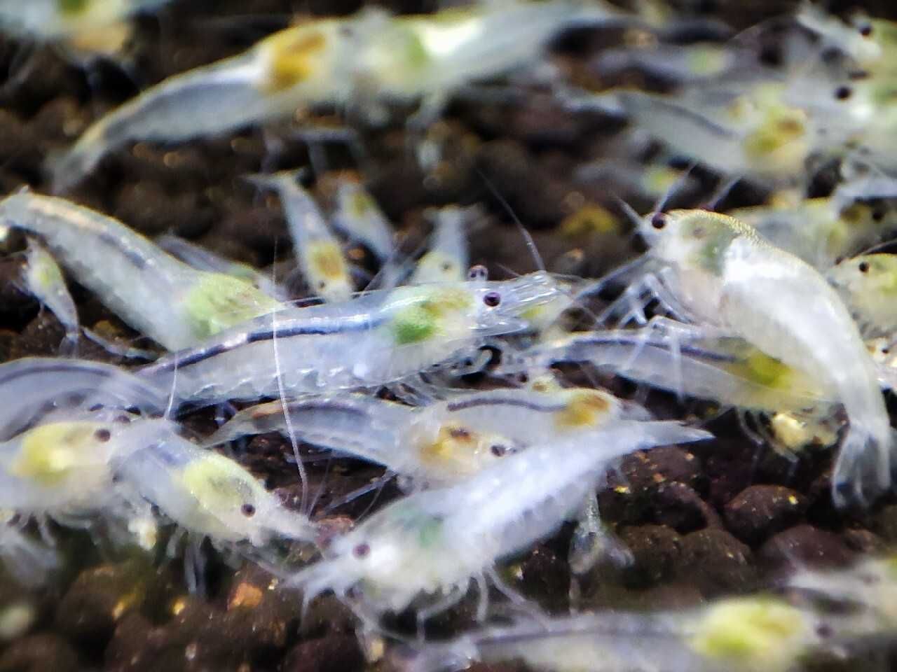 Super cena Krewetki white pearl, neocardina biała