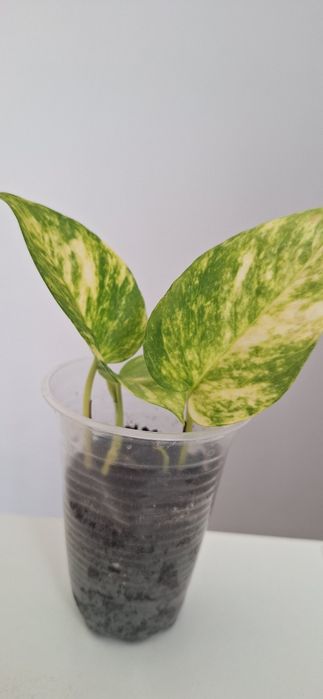 Епіпремнум золотистий