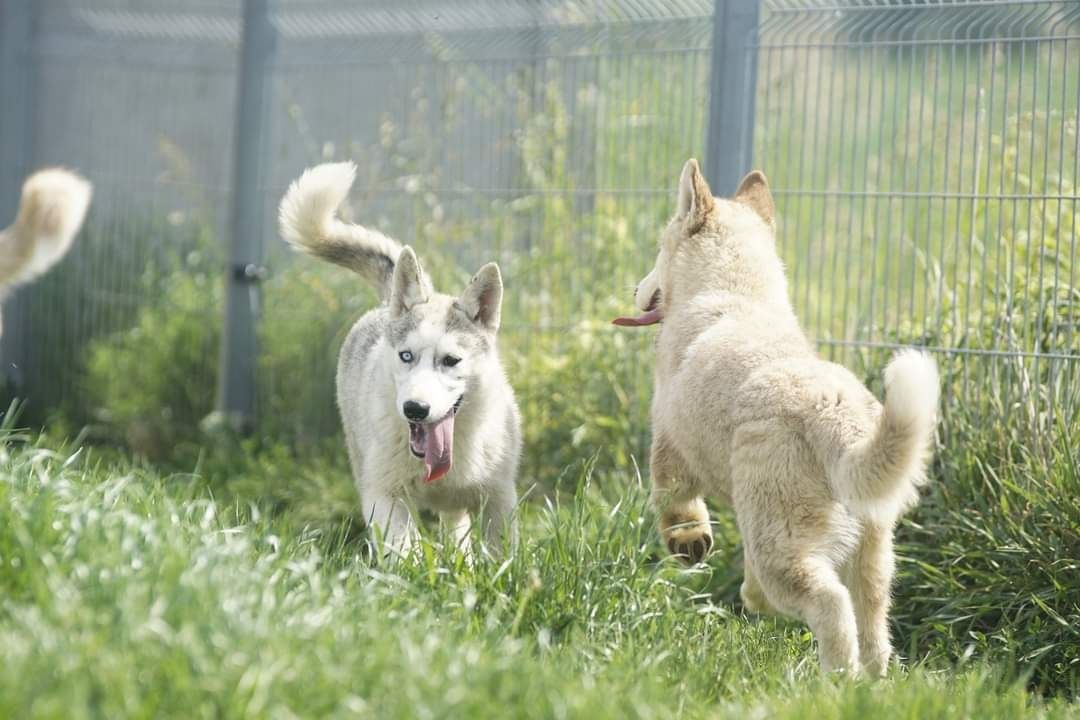 Suczka Siberian Husky niebieskie oko