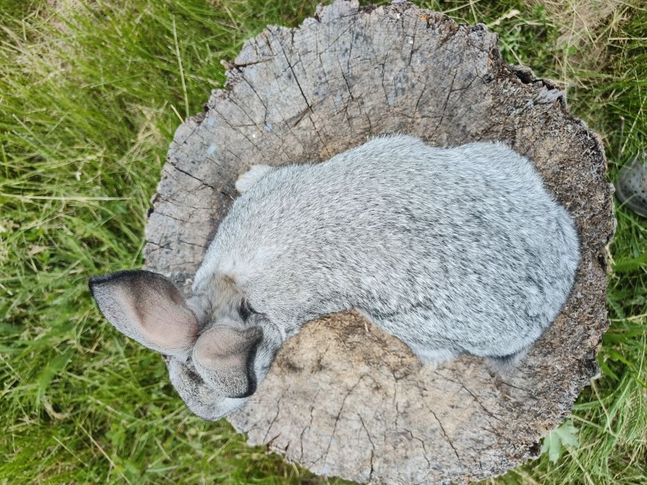 Свійські кролики