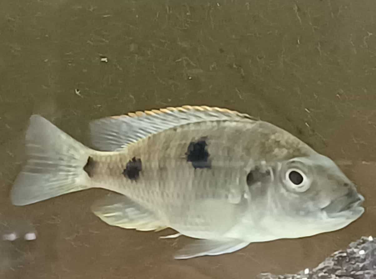 Ciclidios africanos - Otopharynx Tetrastigma