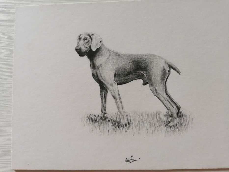 Rysunek ołówek pies sygnowany