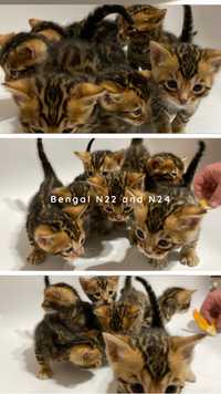 Відкрито резерв кошенята бенгалів Бенгал