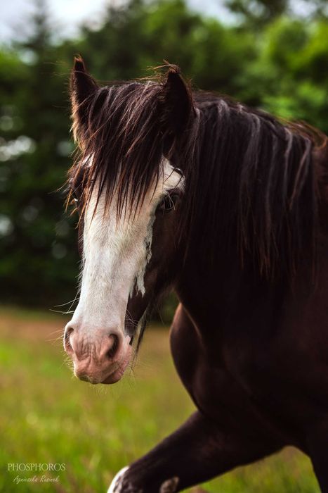 Mercury - Ogierek Irish Cob (Gypsy Cob, Tinker) 2024