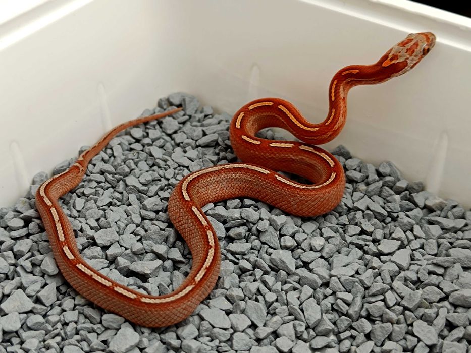 Wąż zbożowy Bloodred Pied Sided no white Tessera Motley het Amel/Ultra