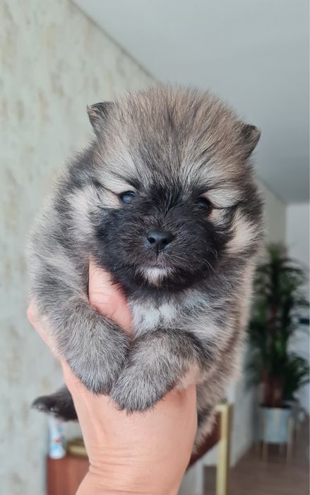 Menino Lulu da Pomerânia mini de Qualidade