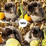 Królik Baranek Miniaturka MINI LOP