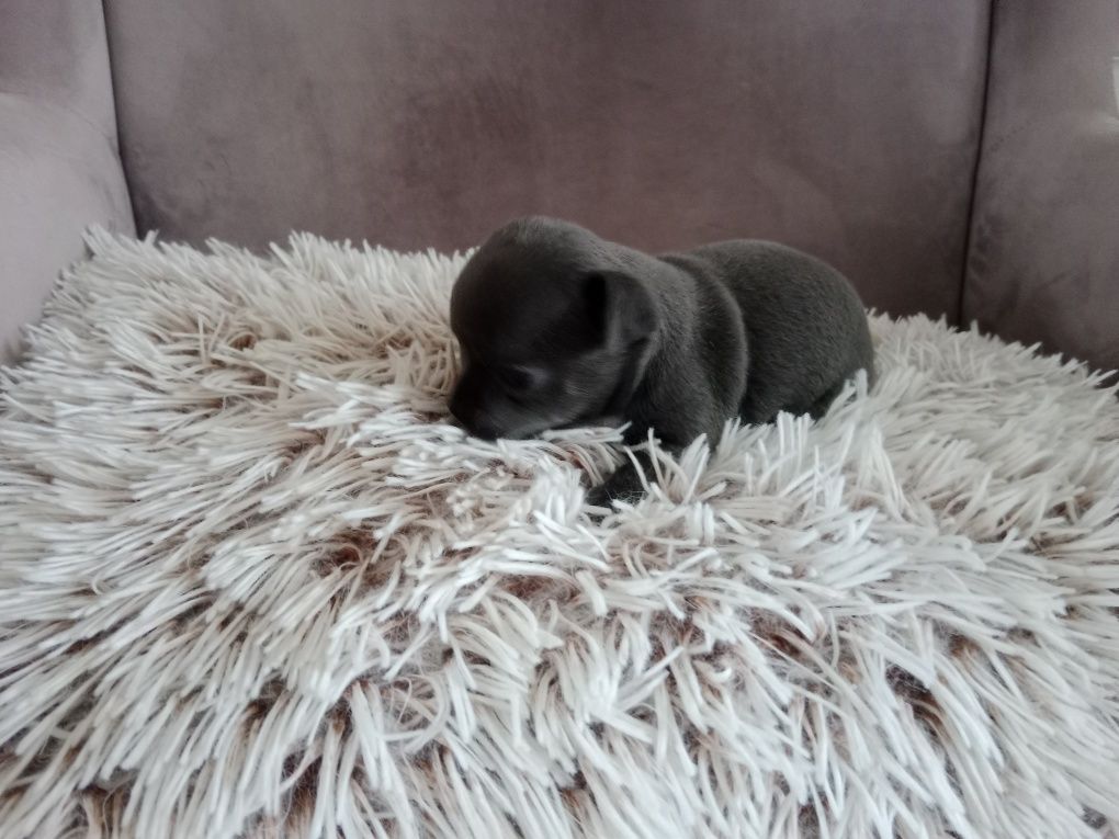 Niebieski chłopczyk chihuahua