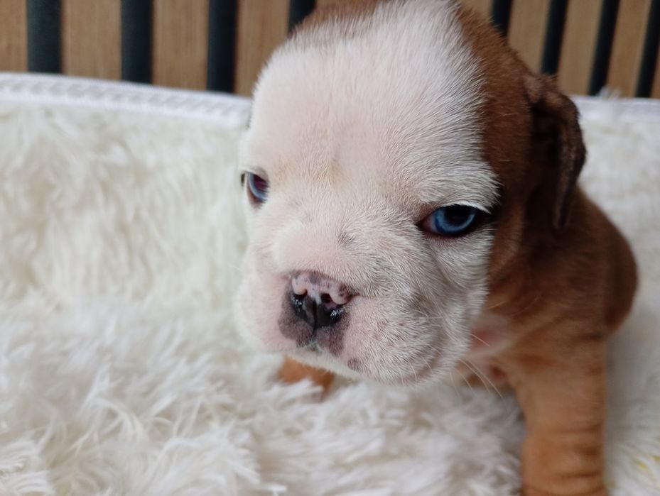 Buldog angielski szczeniak