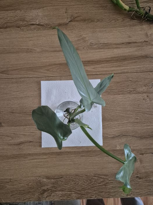 Philodendron silver ukorzenione odnóżki