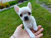 Chihuahua krótkowłosy ZKwP (FCI)