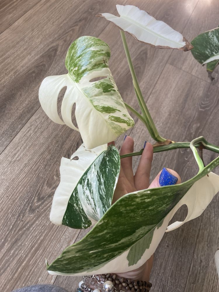 Monstera borsigiana variegata
