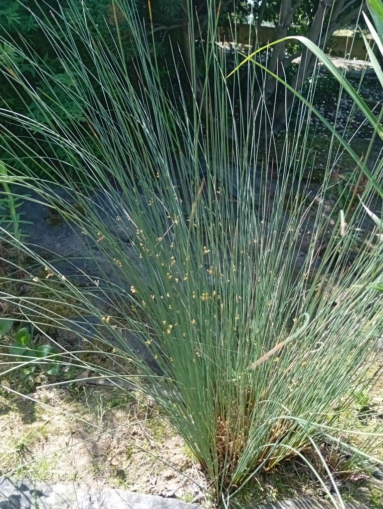 Juncus do oczka wodnego