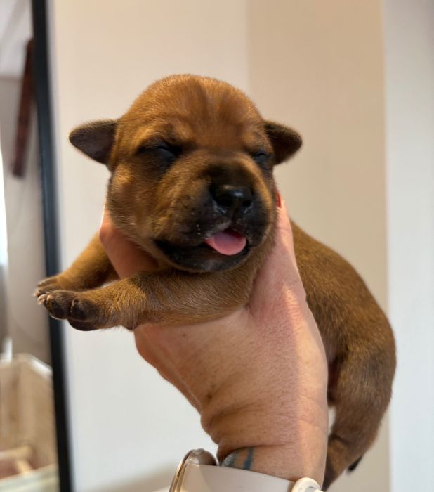 Staffik Staffordshire Bull Terrier Szczeniak Piesek