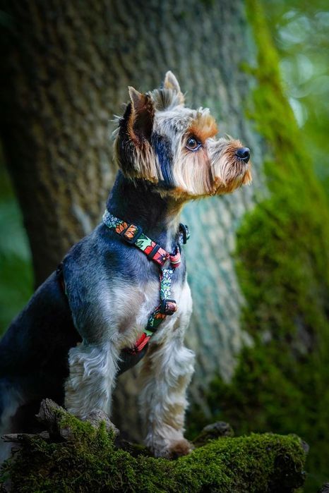 regulowana obroża dla małego psa maltańczyka shih tzu xs 15 mm kwiaty