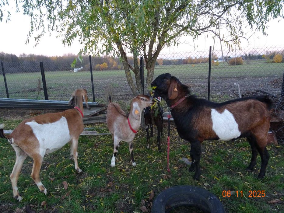 kozy anglonubijskie , kozioł anglonubijski, likwidacja stada