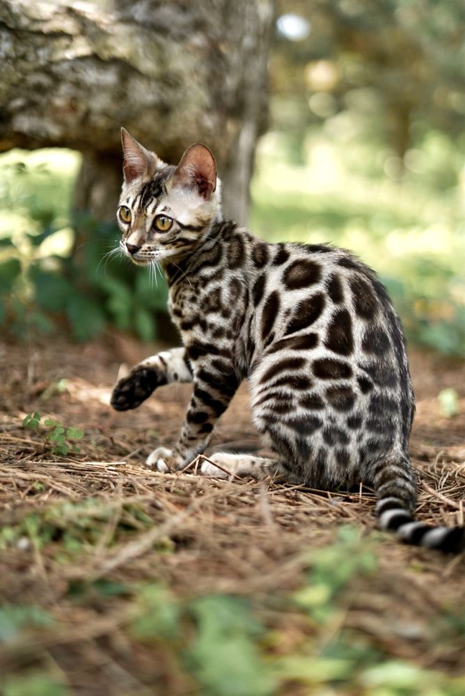 Элегантный Silver Bengal