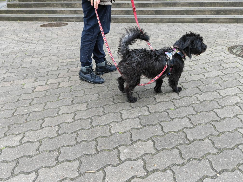 Kazik do adopcji! Sandomierz