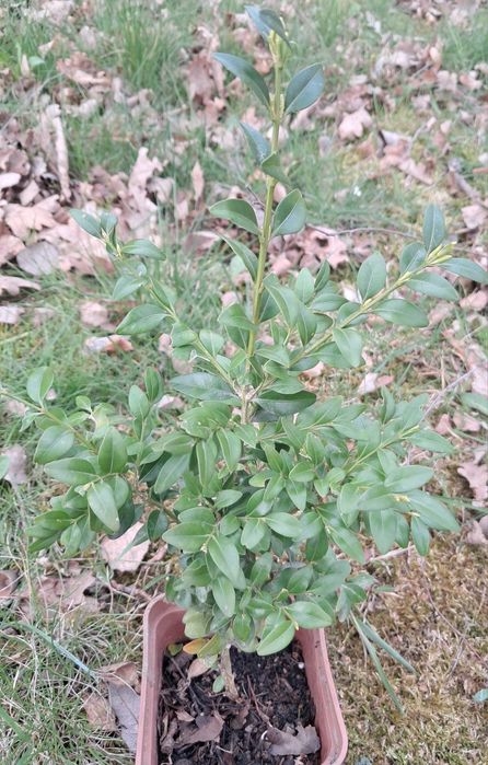 Trzmielina Fortunea 30cm