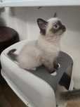 Ragdoll do odbioru w sierpniu