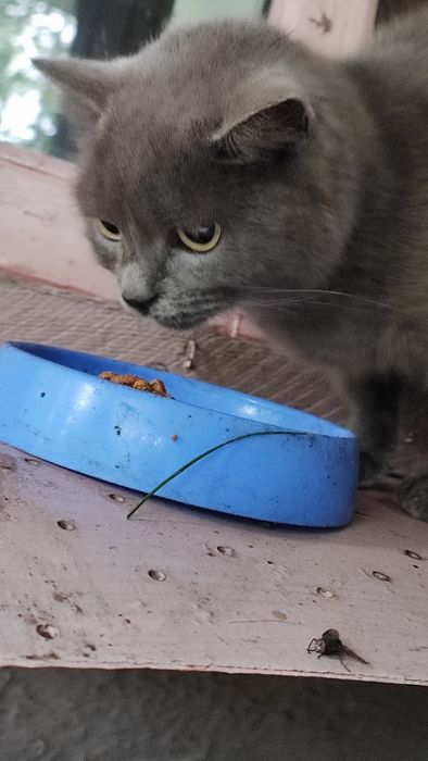 Віддам в добрі руки британець кішка стерилізована поміст бр