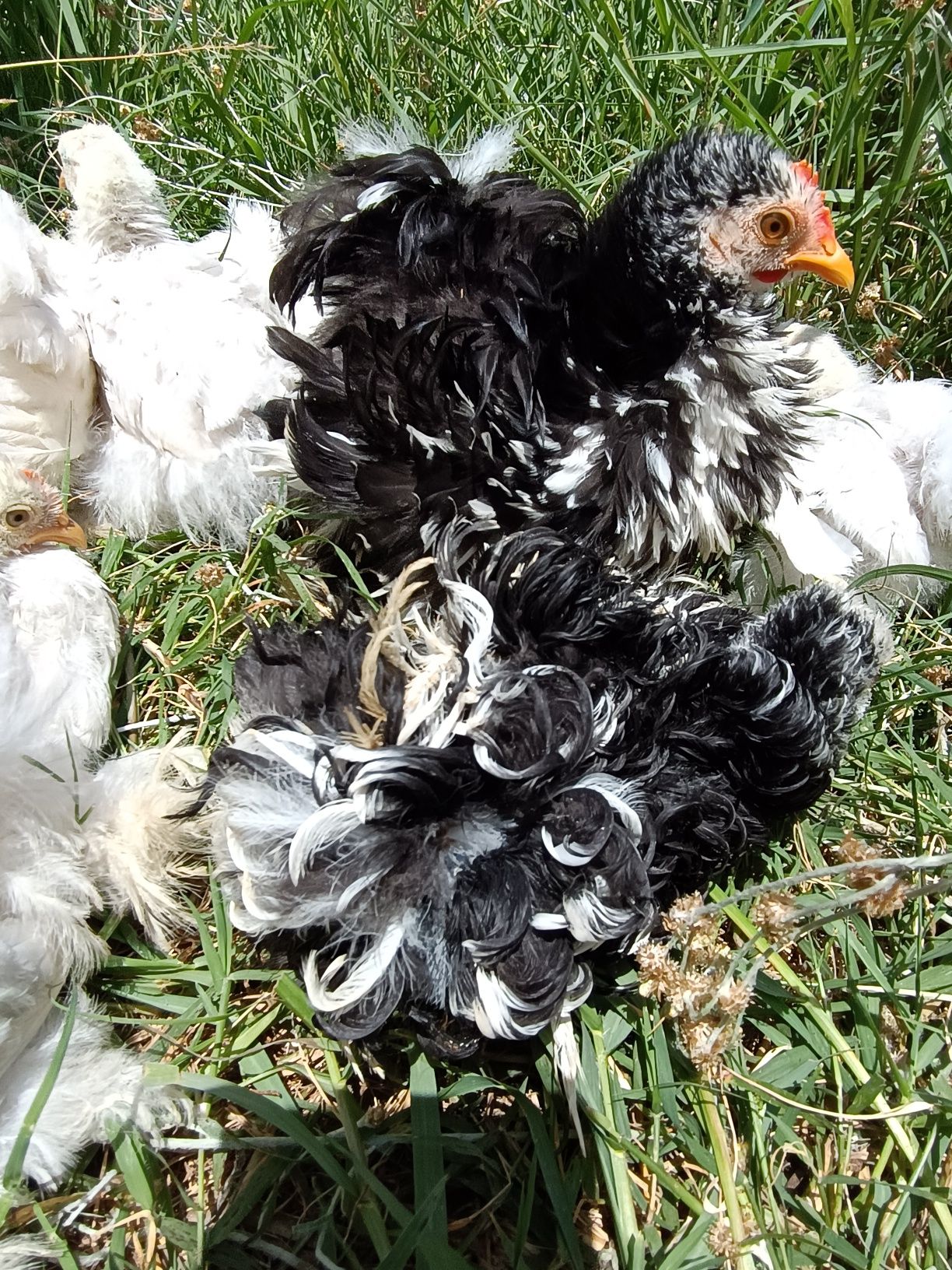Pekins lavanda e Black mottled frisados com dois meses