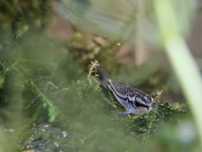Corydora pygmeus( 20 unidades disponíveis )