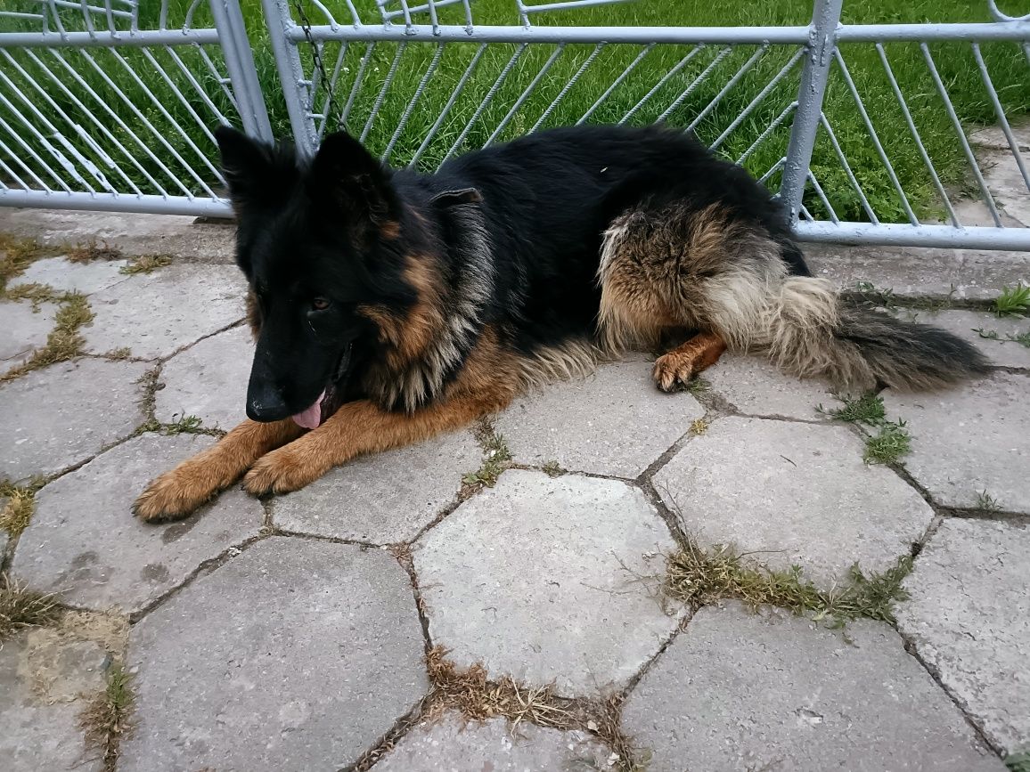 Owczarek niemiecki