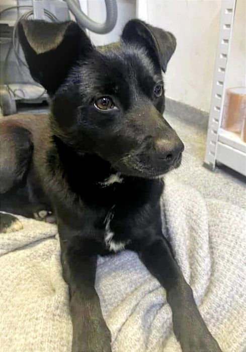 Pilnie potrzebny domek!