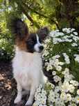 Spaniel Kontynentalny Miniaturowy Papillon