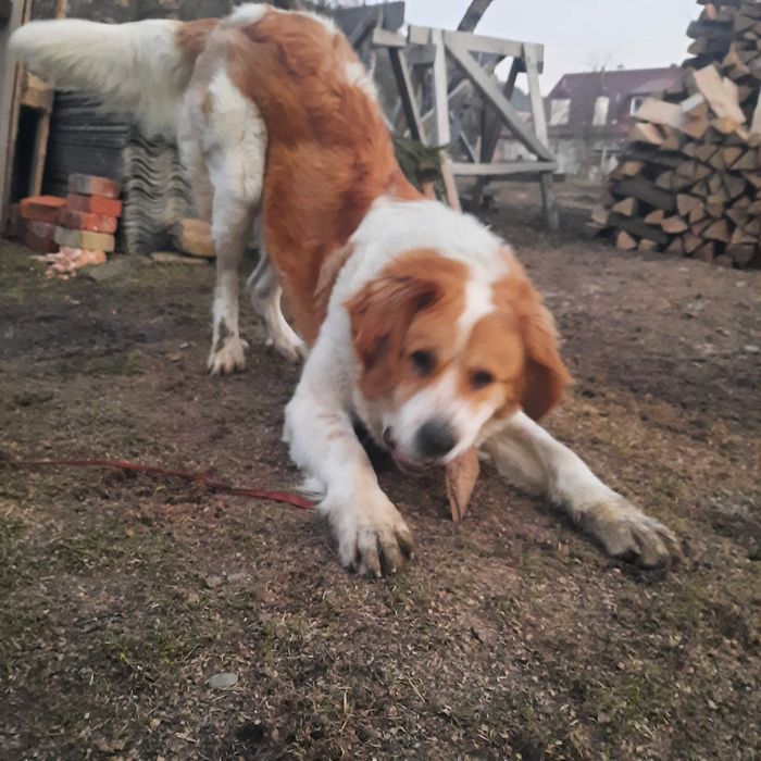 Московська сторожова