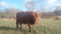 Byczek szkocki, Filip Highland Cattle