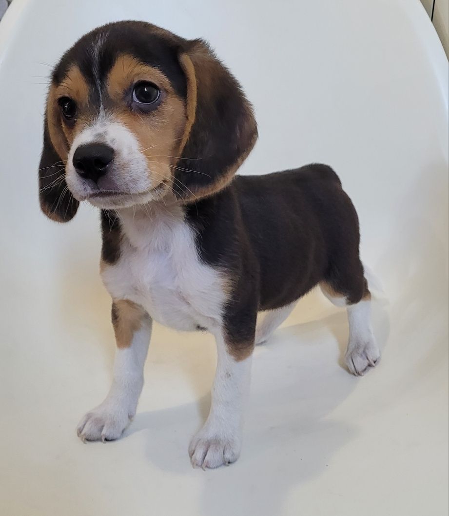 Femea beagle tricolor